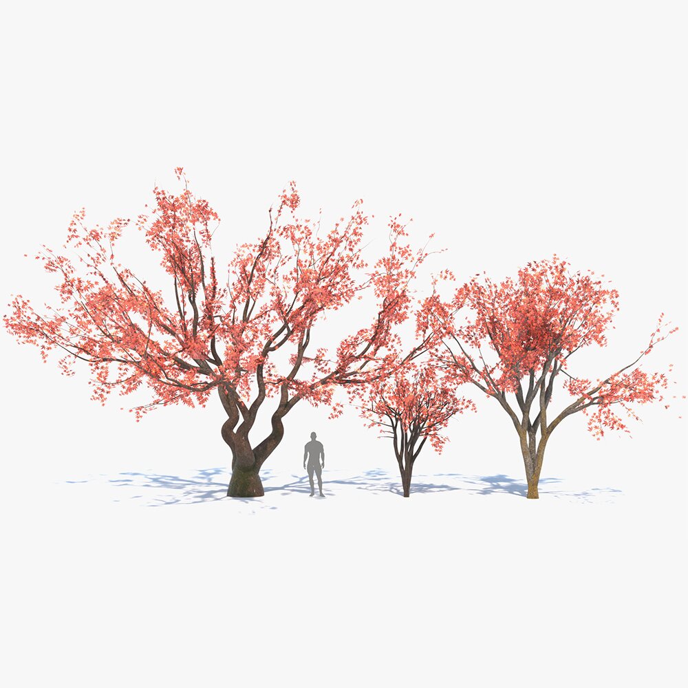 紅葉の木 紅葉の日本赤楓木コレクション 3Dモデル - ダウンロード 樹木 オン