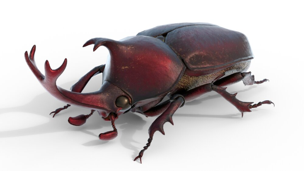 Trypoxylus Dichotomus Septentrionalis Besouro Rinoceronte Japonês